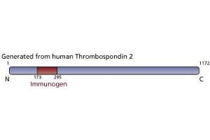 anti-Thrombospondin 2 (THBS2) (AA 173-295) antibody