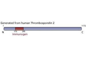 Image no. 1 for anti-Thrombospondin 2 (THBS2) (AA 173-295) antibody (ABIN968394) (Thrombospondin 2 anticorps  (AA 173-295))