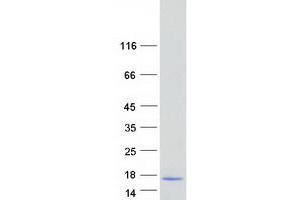 Validation with Western Blot