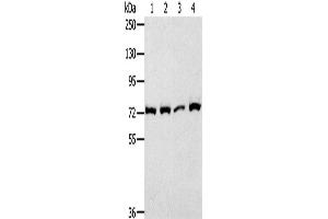 Western Blotting (WB) image for anti-Calpain 1, Large Subunit (CAPNL1) antibody (ABIN2427867) (CAPNL1 anticorps)