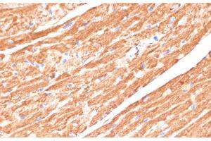 Immunohistochemistry of paraffin-embedded Mouse heart using CYB5A Polyclonal Antibody at dilution of 1:100 (40x lens).