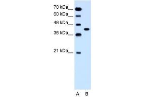 SLC35B1 antibody used at 1. (SLC35B1 anticorps  (C-Term))