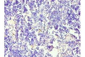 Immunohistochemistry of paraffin-embedded human thymus tissue using ABIN7169781 at dilution of 1: 100