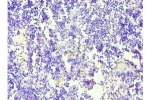 Immunohistochemistry of paraffin-embedded human thymus tissue using ABIN7169781 at dilution of 1: 100 (CD84 anticorps  (AA 22-225))