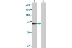Western Blot analysis of RANGAP1 expression in transfected 293T cell line by RANGAP1 MaxPab polyclonal antibody.