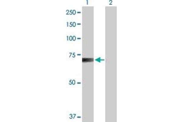 RANGAP1 antibody  (AA 1-587)