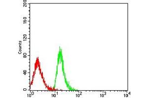 Flow cytometric analysis of MOLT4 cells using CD239 mouse mAb (green) and negative control (red). (BCAM anticorps  (AA 32-197))
