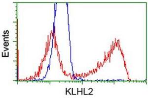 HEK293T cells transfected with either RC205347 overexpress plasmid (Red) or empty vector control plasmid (Blue) were immunostained by anti-KLHL2 antibody (ABIN2453207), and then analyzed by flow cytometry. (KLHL2 anticorps  (AA 1-100, AA 494-593))