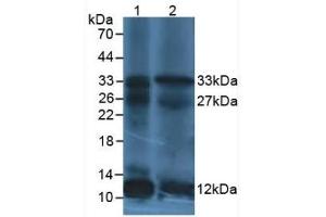 Western Blot; Sample: Lane1: Human leukocyte Cells; Lane2: Human Lymphocytes Cells. (IL12A anticorps  (AA 23-219))