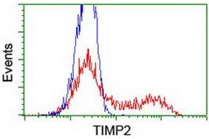HEK293T cells transfected with either RC209796 overexpress plasmid (Red) or empty vector control plasmid (Blue) were immunostained by anti-TIMP2 antibody (ABIN2455392), and then analyzed by flow cytometry. (TIMP2 anticorps)