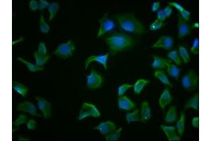 Immunofluorescence staining of Hela cells with ABIN7154884 at 1:100, counter-stained with DAPI.