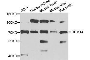 Western blot analysis of extracts of various cell lines, using RBM14 antibody (ABIN5972478) at 1/1000 dilution. (RBM14 anticorps)