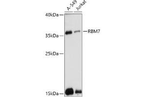Western blot analysis of extracts of various cell lines, using RBM7 antibody (ABIN7270088) at 1:1000 dilution. (RBM7 anticorps  (AA 1-266))