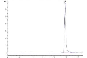 The purity of Human PRL-1 is greater than 95 % as determined by SEC-HPLC. (PTP4A1 Protein (AA 1-170) (His tag))