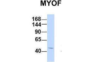 Host:  Rabbit  Target Name:  MYOF  Sample Type:  Hela  Antibody Dilution:  1.