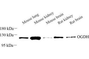 Western blot analysis of OGDH (ABIN7073017) at dilution of 1: 300 (alpha KGDHC anticorps)