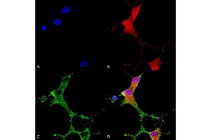 Immunocytochemistry/Immunofluorescence analysis using Mouse Anti-mGluR1/5 Monoclonal Antibody, Clone S75-3 (ABIN2483991).