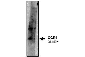 Image no. 1 for anti-G Protein-Coupled Receptor 68 (GPR68) antibody (ABIN265065) (GPR68 anticorps)