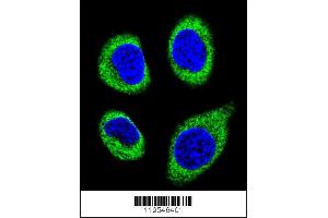 Confocal immunofluorescent analysis of AGBL5 Antibody with U-251MG cell followed by Alexa Fluor 488-conjugated goat anti-rabbit lgG (green). (AGBL5 anticorps  (N-Term))