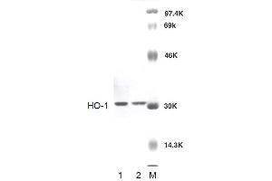 Western blot analysis of Rat Brain cell lysates showing detection of HO-1 protein using Rabbit Anti-HO-1 Polyclonal Antibody .