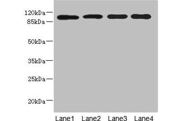 USP26 anticorps  (AA 664-913)