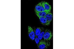 Confocal immunofluorescent analysis ofHNF4 alpha / TCF14 Antibody (N-term) Cat. (HNF4A anticorps  (N-Term))