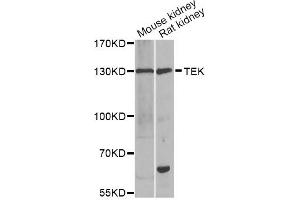 Western blot analysis of extracts of various cell lines, using TEK antibody (ABIN5974350) at 1/1000 dilution.