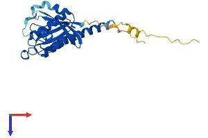 AlphaFold protein structure predicition of Human Recombinant RIT1 Protein, UniprotID Q92963