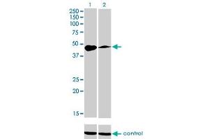 Western blot analysis of TFAP2A over-expressed 293 cell line, cotransfected with TFAP2A Validated Chimera RNAi (Lane 2) or non-transfected control (Lane 1). (TFAP2A anticorps  (AA 99-205))