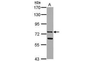 Image no. 2 for anti-Lactotransferrin (LTF) (AA 98-412) antibody (ABIN1499234) (Lactoferrin anticorps  (AA 98-412))