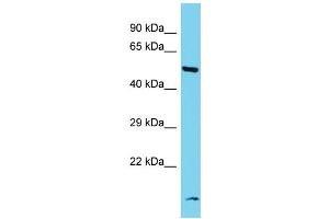 Host: Rabbit Target Name: RRP8 Sample Type: Fetal Kidney lysates Antibody Dilution: 1. (RRP8 anticorps  (N-Term))