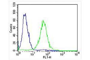 Overlay histogram showing ZF4 cells stained with (ABIN6242157 and ABIN6578316) (green line).