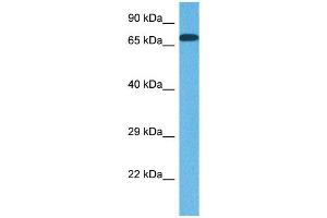 Host:  Rabbit  Target Name:  SLC15A4  Sample Tissue:  Human DLD1 Whole Cell  Antibody Dilution:  1ug/ml