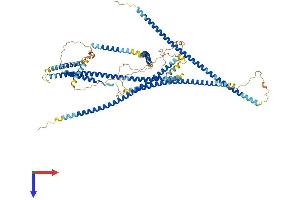 AlphaFold protein structure predicition of Human Recombinant MCC Protein, UniprotID P23508