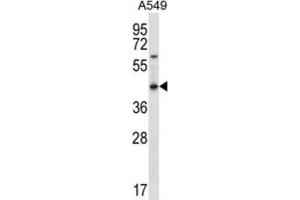 Western Blotting (WB) image for anti-Olfactory Receptor, Family 51, Subfamily S, Member 1 (OR51S1) antibody (ABIN2996656) (OR51S1 anticorps)