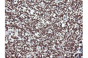 Image no. 9 for anti-THUMP Domain Containing 1 (THUMPD1) antibody (ABIN1501384) (THUMPD1 anticorps)