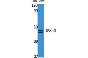 Western Blot (WB) analysis of specific cells using ERK 1/2 Polyclonal Antibody. (ERK1/2 anticorps  (C-Term))