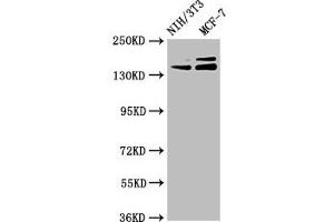 Western Blot Positive WB detected in: NIH/3T3 whole cell lysate, MCF-7 whole cell lysate All lanes: UMODL1 antibody at 5. (UMODL1 anticorps  (AA 537-654))