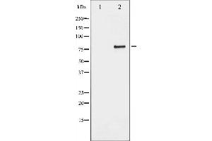 Western blot analysis of SP1 phosphorylation expression in serum treated COS7 whole cell lysates,The lane on the left is treated with the antigen-specific peptide.
