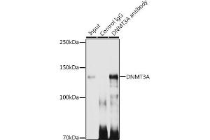 Immunoprecipitation analysis of 300 μg extracts of 293T cells using 3 μg DNMT3A antibody (ABIN7266806). (DNMT3A anticorps)