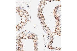 Immunohistochemical analysis of paraffin-embedded human testis tissue using B performed on the Leica® BOND RXm.