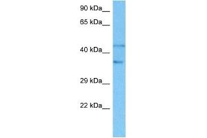 Host:  Rat  Target Name:  SMAD2  Sample Tissue:  Rat Liver  Antibody Dilution:  1ug/ml