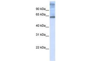 Image no. 1 for anti-Chromosome 3 Open Reading Frame 17 (C3orf17) (C-Term) antibody (ABIN6740905) (C3orf17 anticorps  (C-Term))