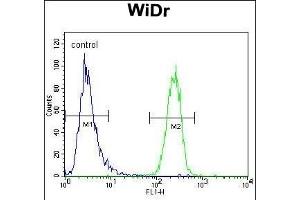 UTS2 Antibody (N-term) (ABIN392523 and ABIN2842080) flow cytometric analysis of WiDr cells (right histogram) compared to a negative control cell (left histogram). (Urotensin 2 anticorps  (N-Term))