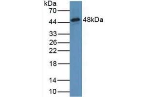 Figure. (WARS anticorps  (AA 29-195))