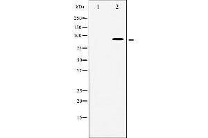 Western blot analysis of MSK1 phosphorylation expression in HeLa whole cell lysates,The lane on the left is treated with the antigen-specific peptide. (MSK1 anticorps  (pSer376))