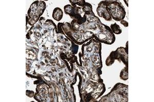Immunohistochemical staining of human placenta shows strong cytoplasmic positivity in trophoblastic cells. (PCDH18 anticorps)