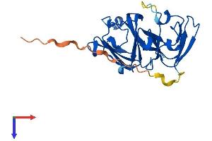 AlphaFold protein structure predicition of Human Recombinant CRYBA1 Protein, UniprotID P05813