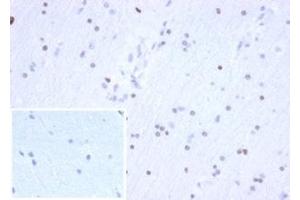 Recombinant OLIG2 anticorps  (AA 200-300)