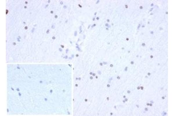 Recombinant OLIG2 anticorps  (AA 200-300)